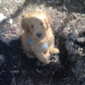 Meet your Posher, Alissa